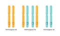 Vector illustration of heterologous and homologous chromosomes